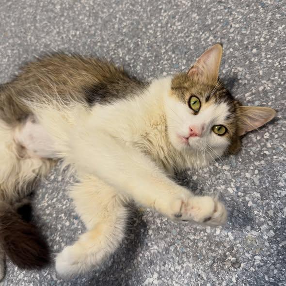 MERICA, an adopted Domestic Medium Hair in Madison, WI image 2/3