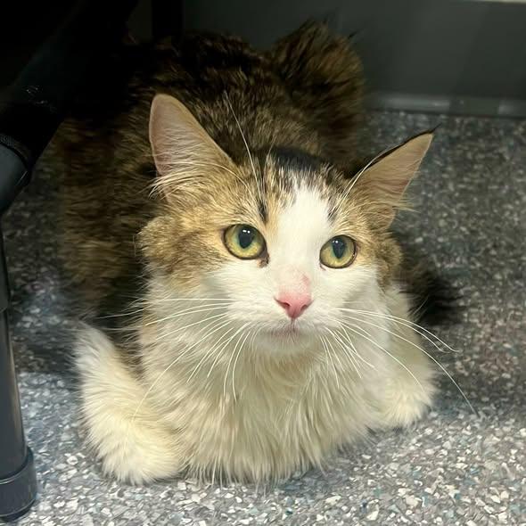 MERICA, an adopted Domestic Medium Hair in Madison, WI image 3/3
