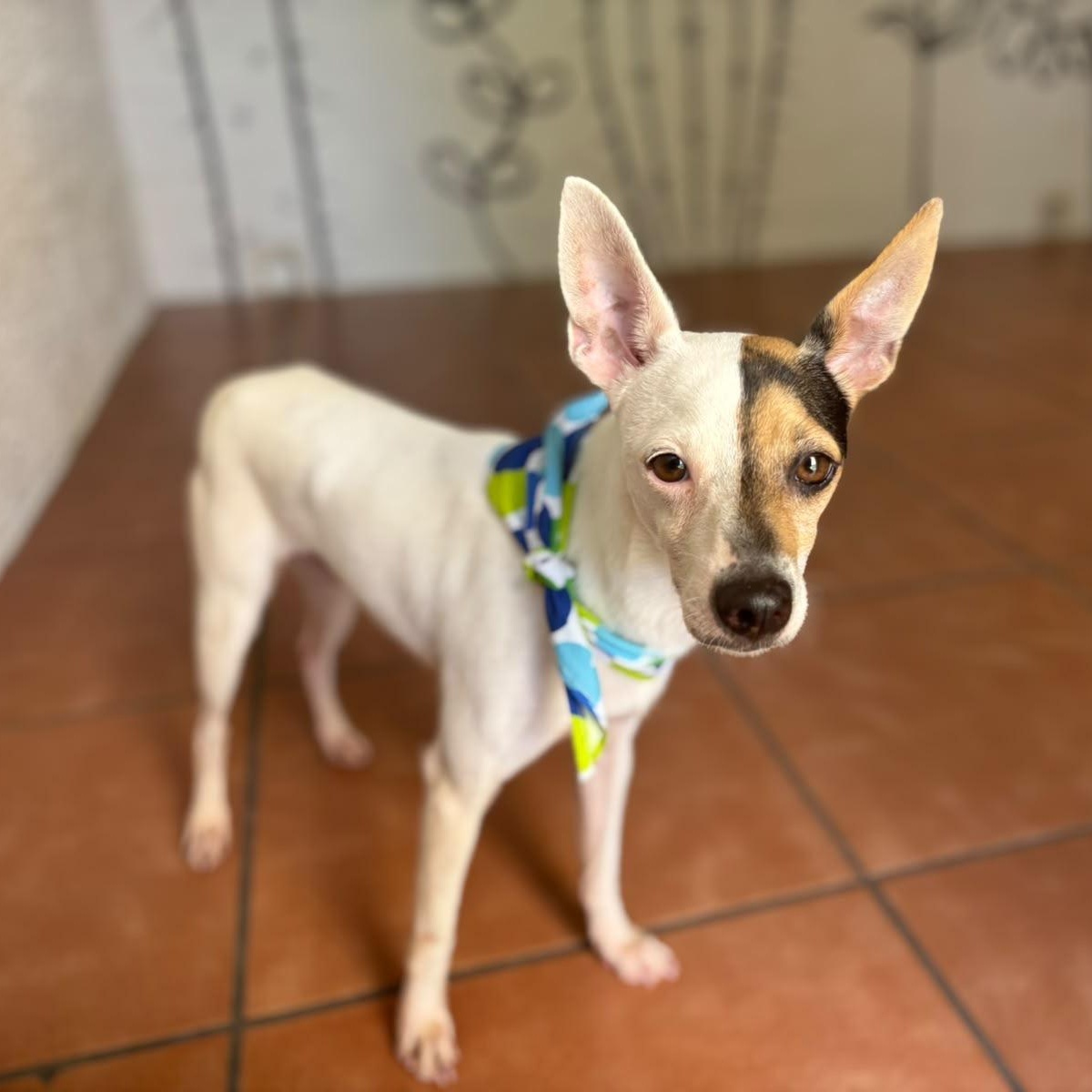 Enlarge Maui, a Adoptable Rat Terrier in Douglas, MA image 6/6