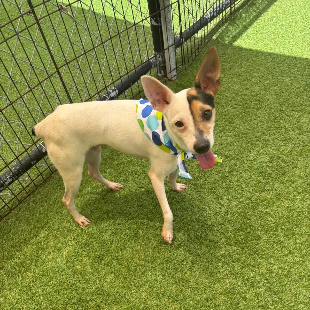 Enlarge Maui, a Adoptable Rat Terrier in Douglas, MA image 3/6