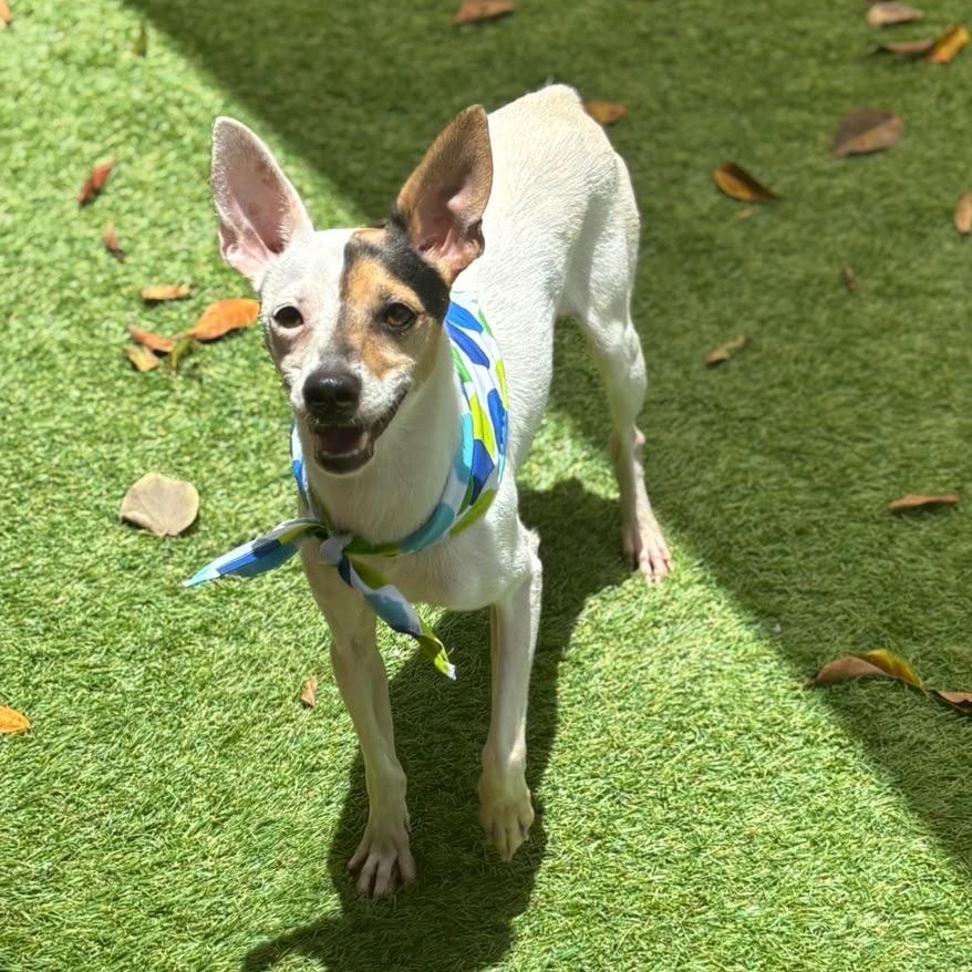 Enlarge Maui, a Adoptable Rat Terrier in Douglas, MA image 2/6