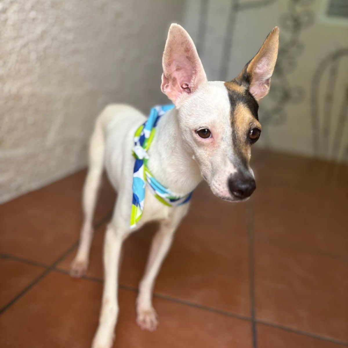 Enlarge Maui, a Adoptable Rat Terrier in Douglas, MA image 4/6