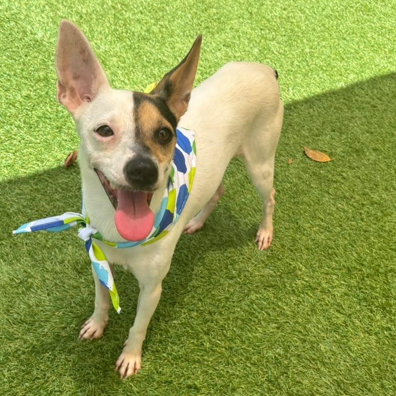 Maui, Adoptable, Adult Male Rat Terrier.