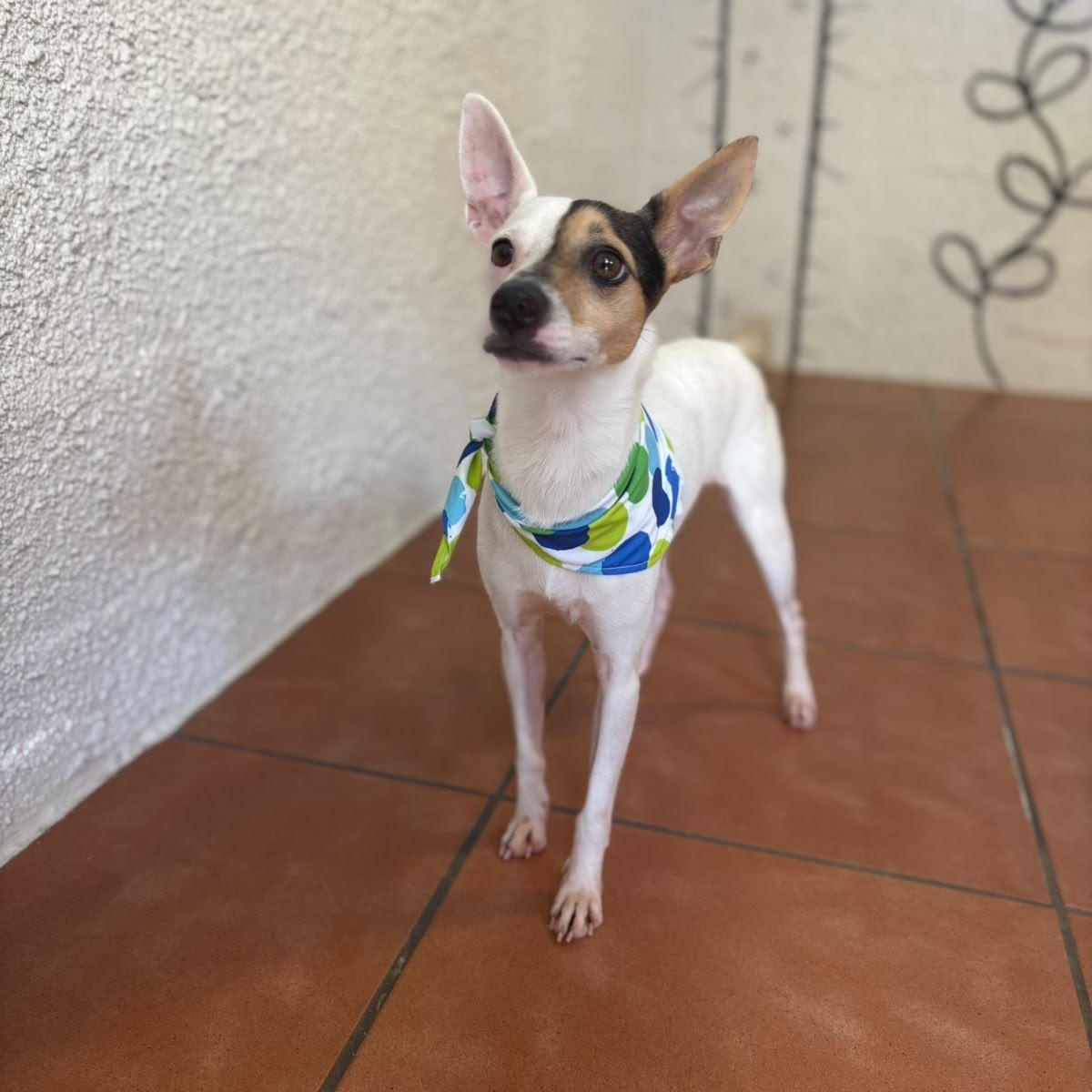 Enlarge Maui, a Adoptable Rat Terrier in Douglas, MA image 5/6