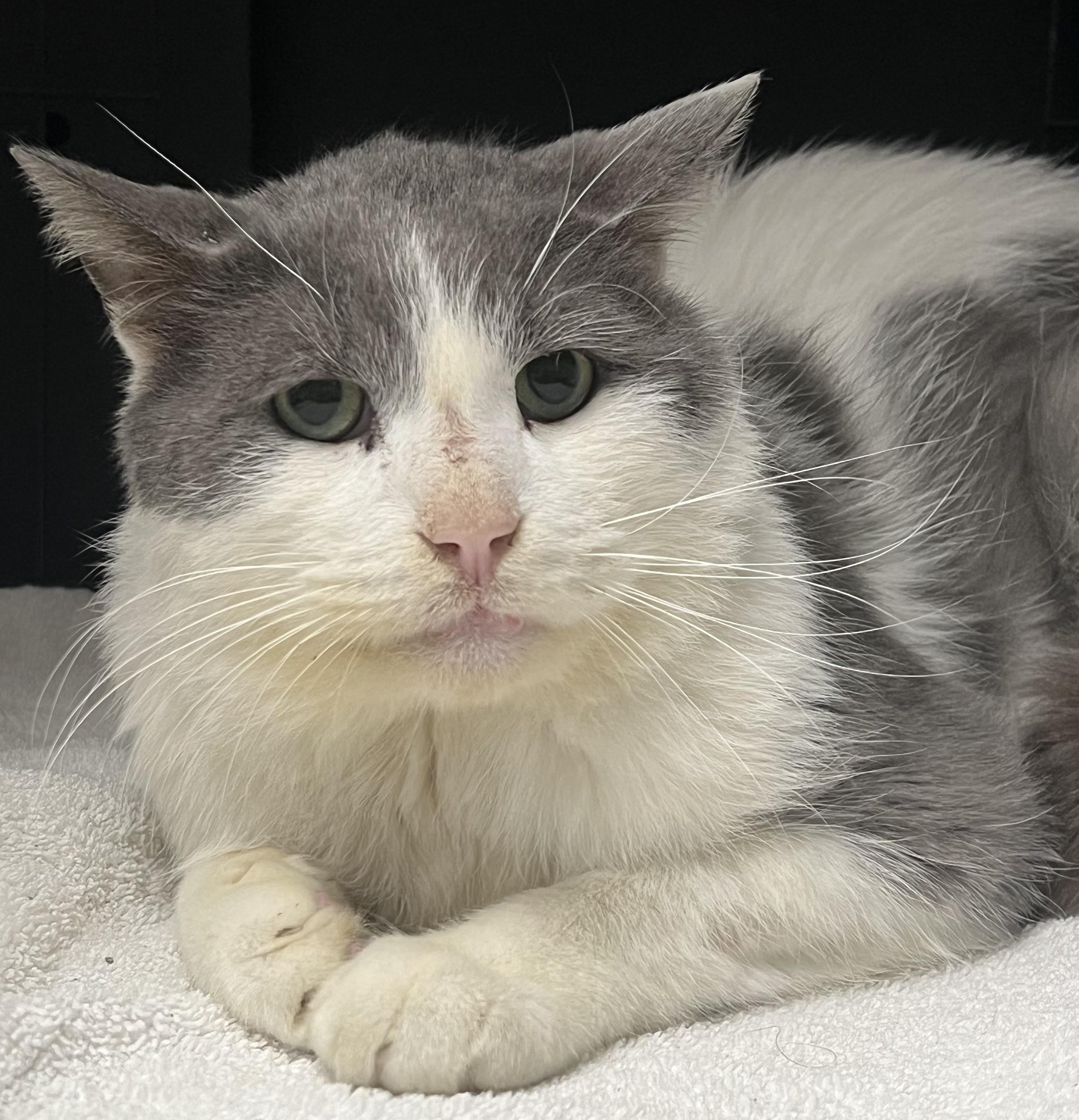 Enlarge Sterling, an adopted Domestic Short Hair in Johnston, RI image 2/6