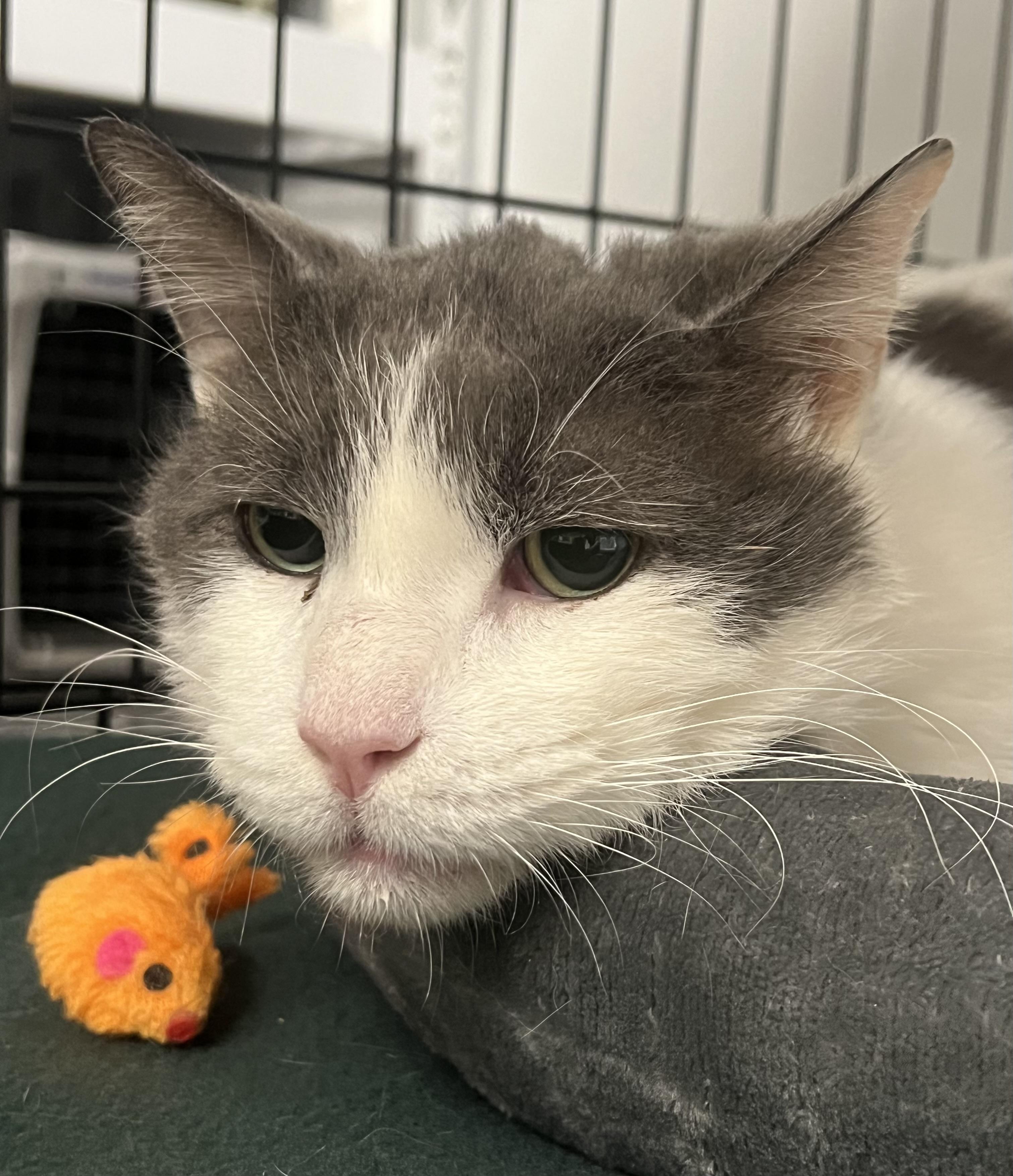 Enlarge Sterling, an adopted Domestic Short Hair in Johnston, RI image 3/6