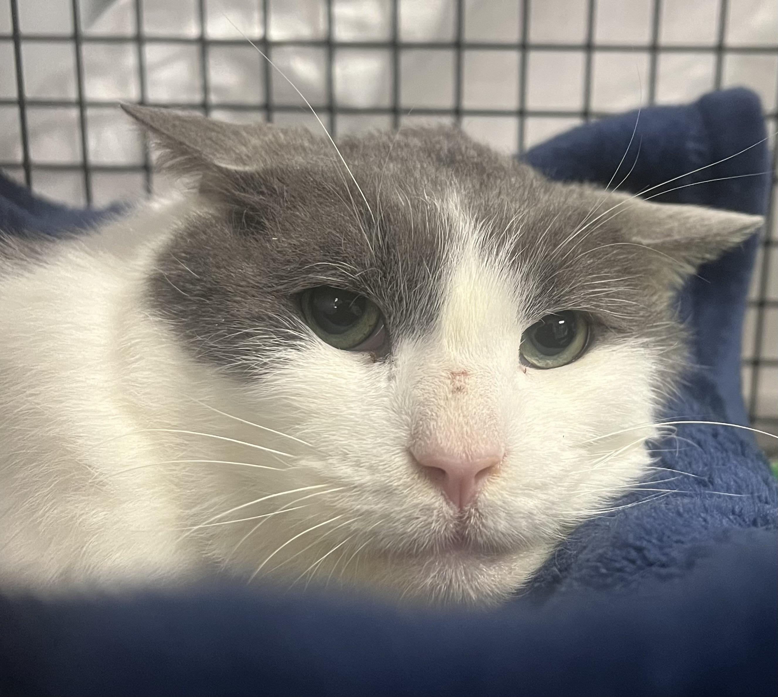 Enlarge Sterling, an adopted Domestic Short Hair in Johnston, RI image 6/6