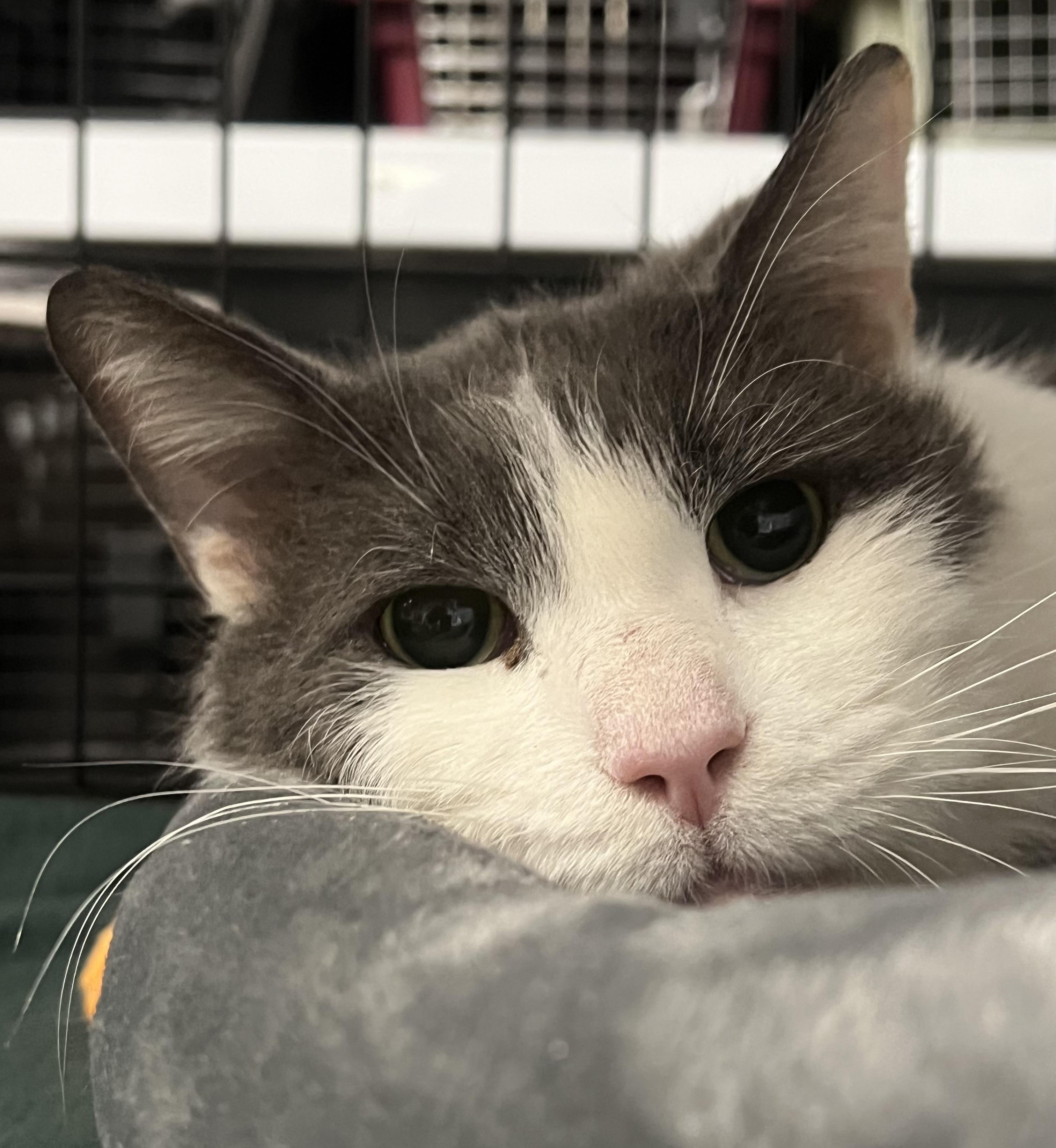 Enlarge Sterling, an adopted Domestic Short Hair in Johnston, RI image 4/6