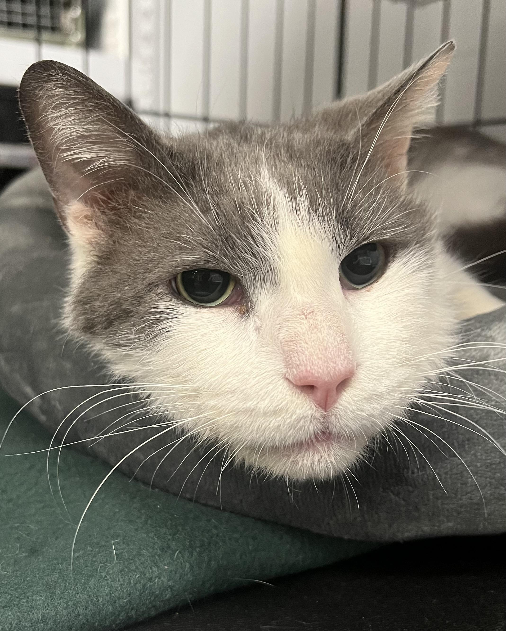 Enlarge Sterling, an adopted Domestic Short Hair in Johnston, RI image 5/6