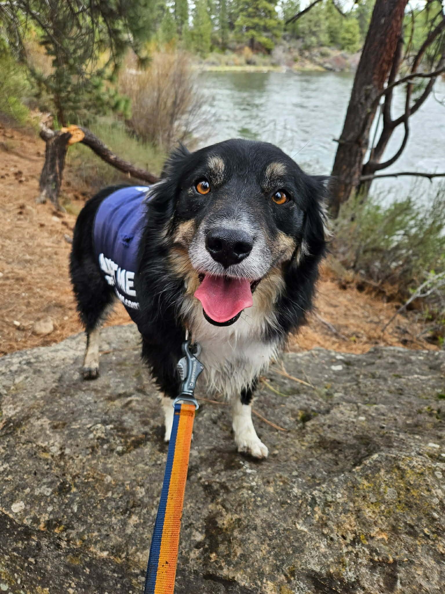 Enlarge Bodi, a ADOPTABLE mixed breed in Bend, OR image 2/6