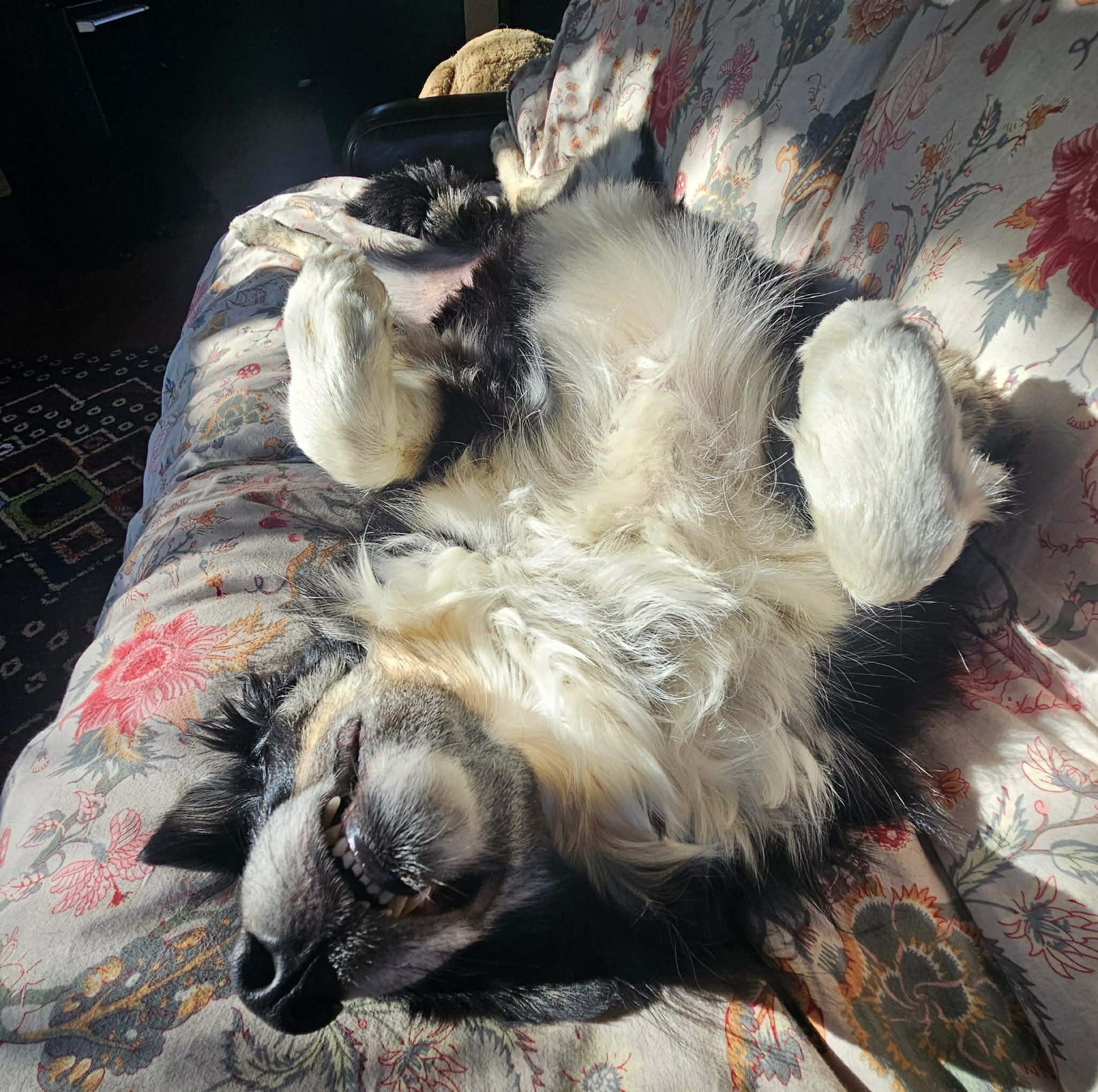 Enlarge Bodi, a ADOPTABLE mixed breed in Bend, OR image 4/6