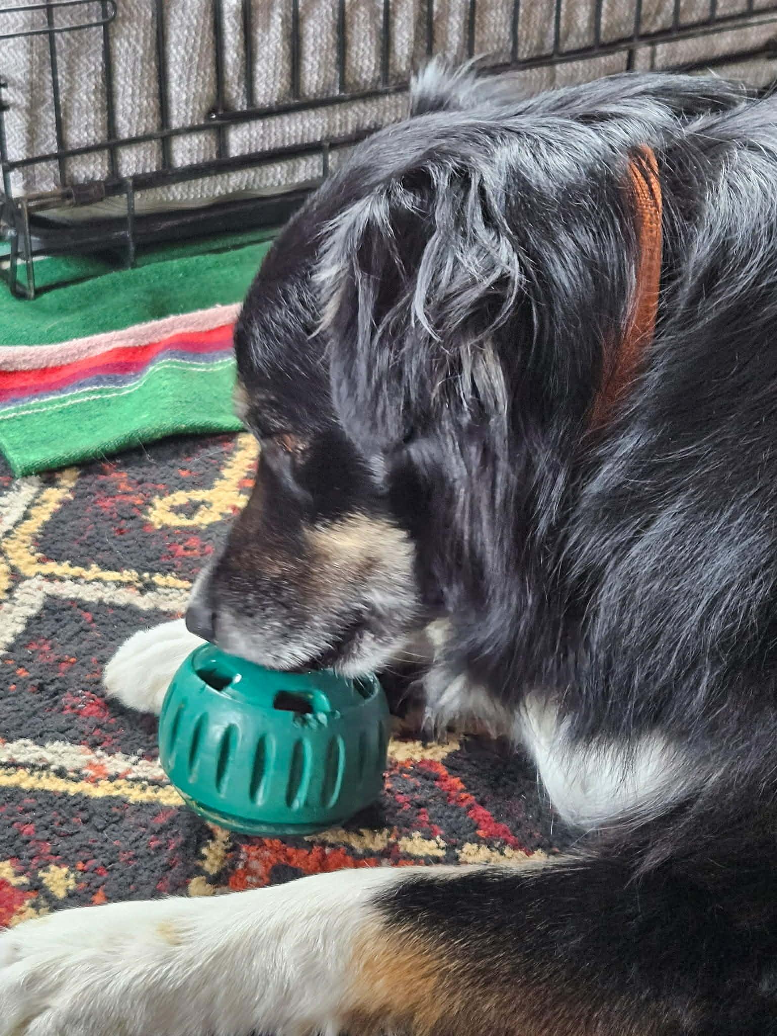 Enlarge Bodi, a ADOPTABLE mixed breed in Bend, OR image 3/6