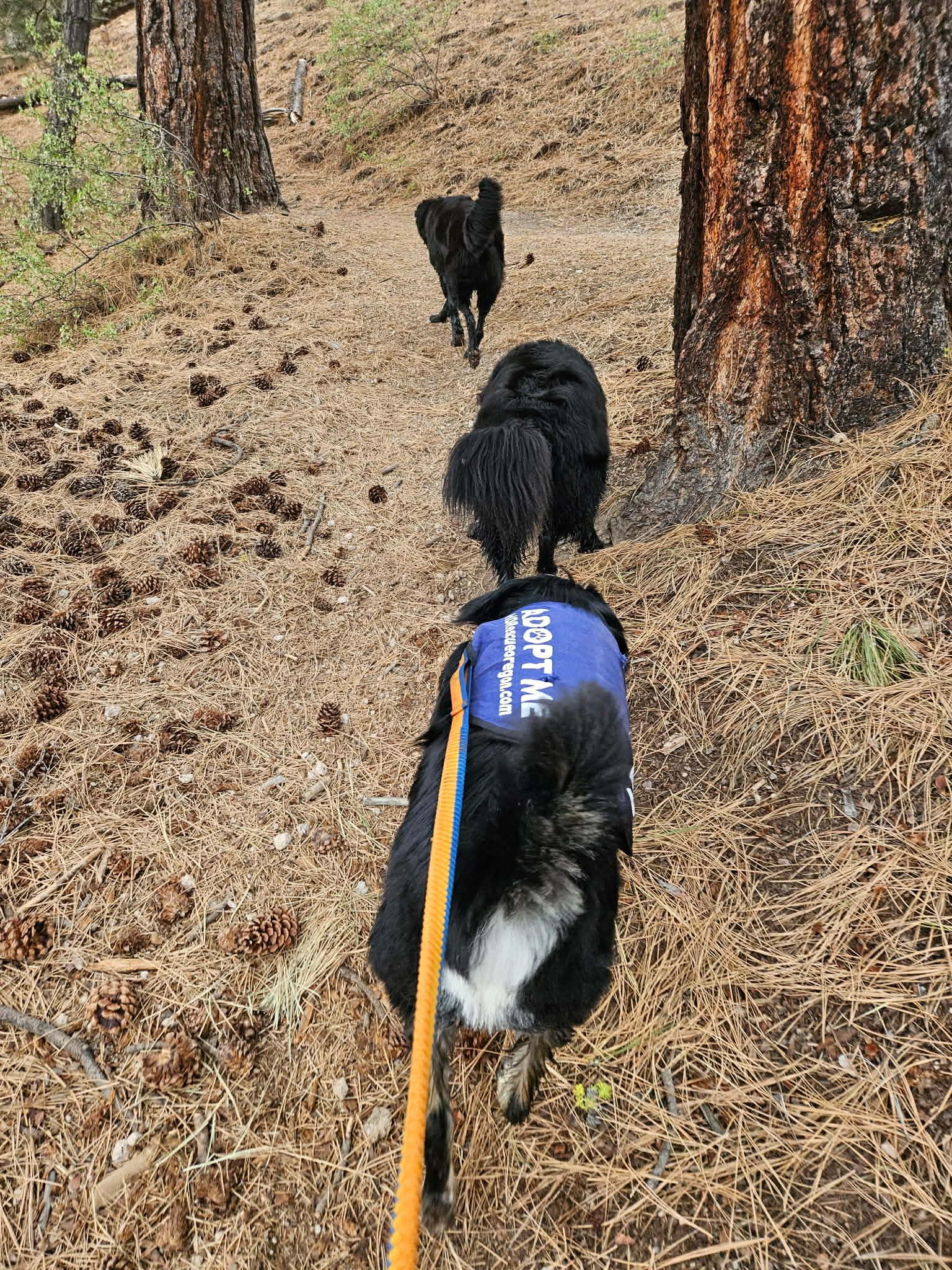 Enlarge Bodi, a ADOPTABLE mixed breed in Bend, OR image 5/6