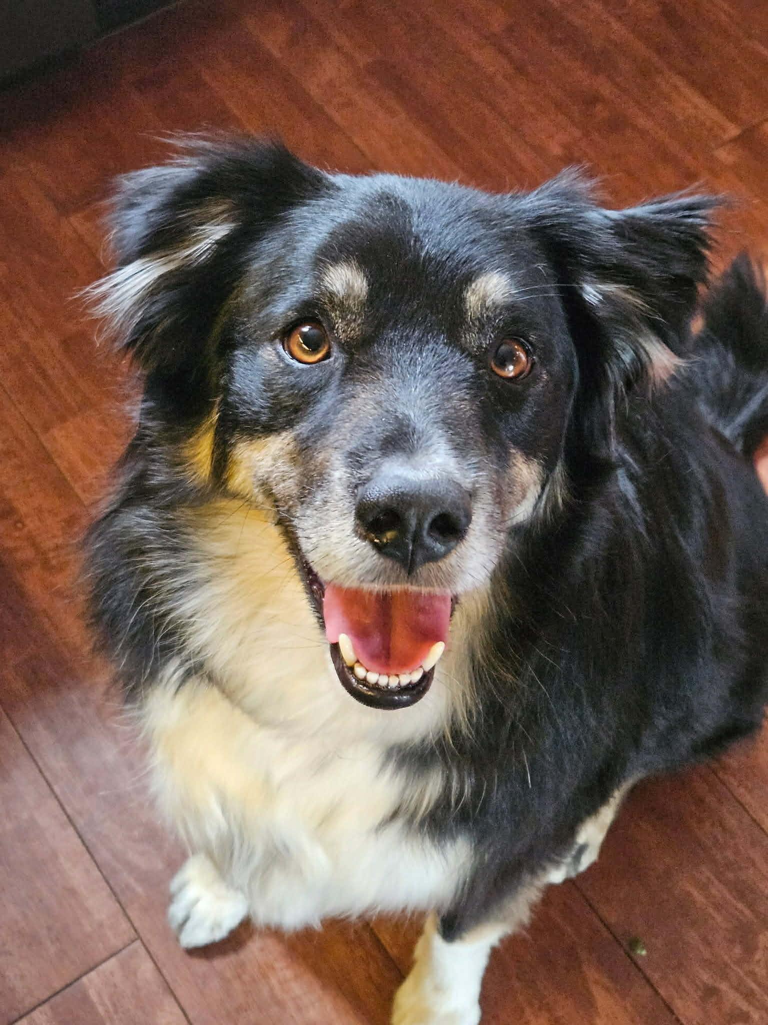 Bodi, ADOPTABLE, Adult Male Australian Shepherd.