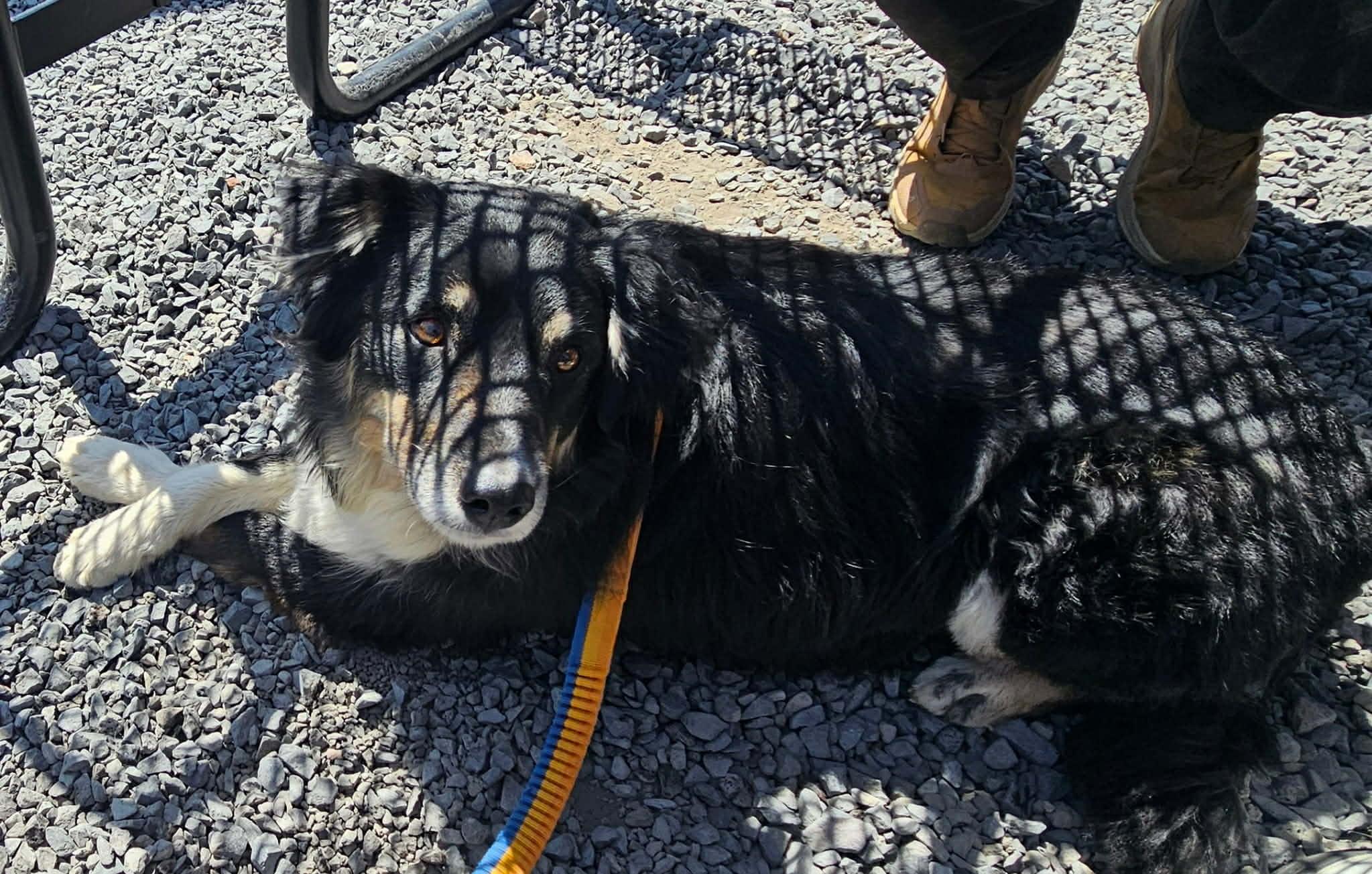 Enlarge Bodi, a ADOPTABLE mixed breed in Bend, OR image 6/6