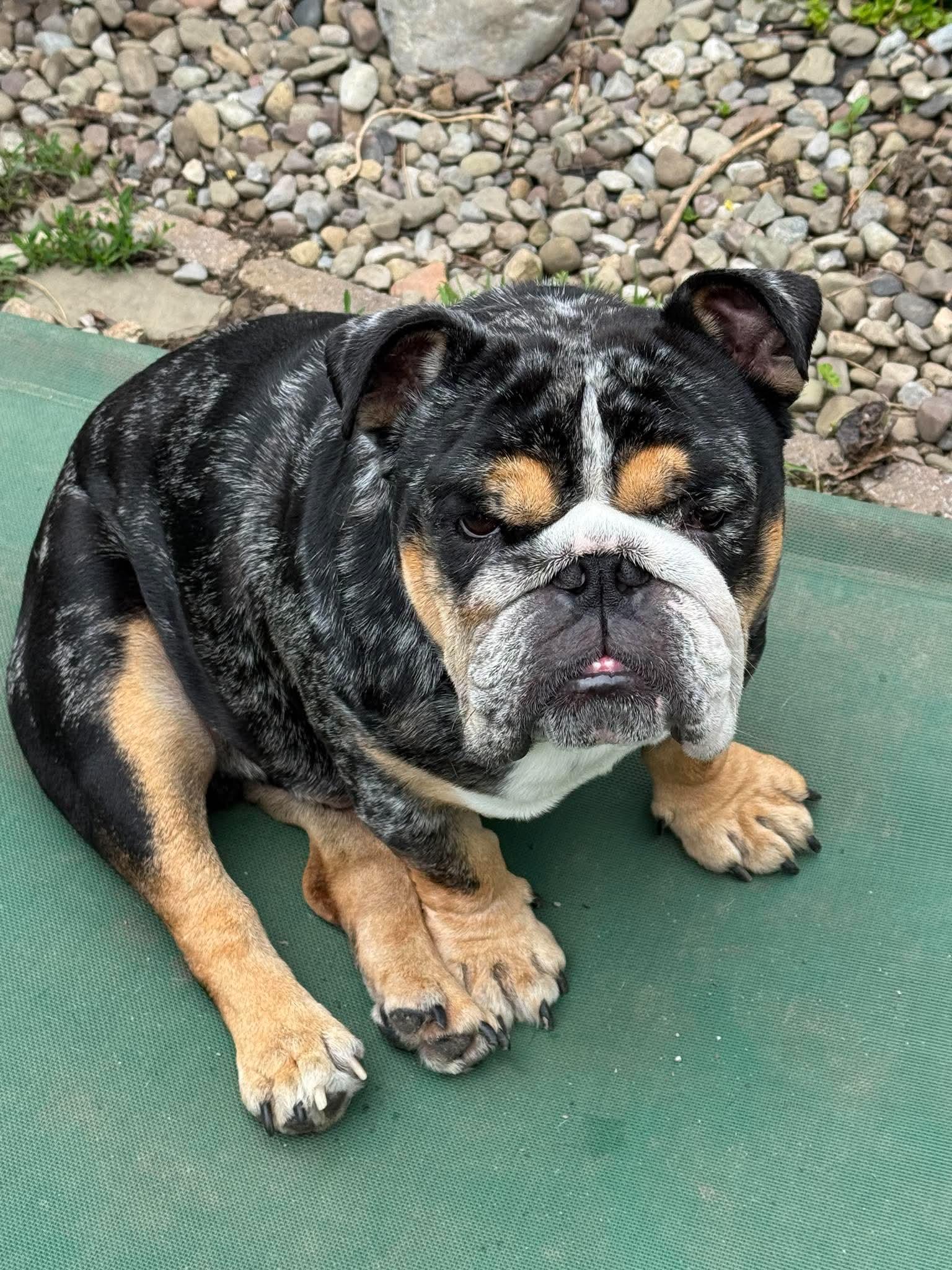 Onyx, Adopted, Adult Male English Bulldog.