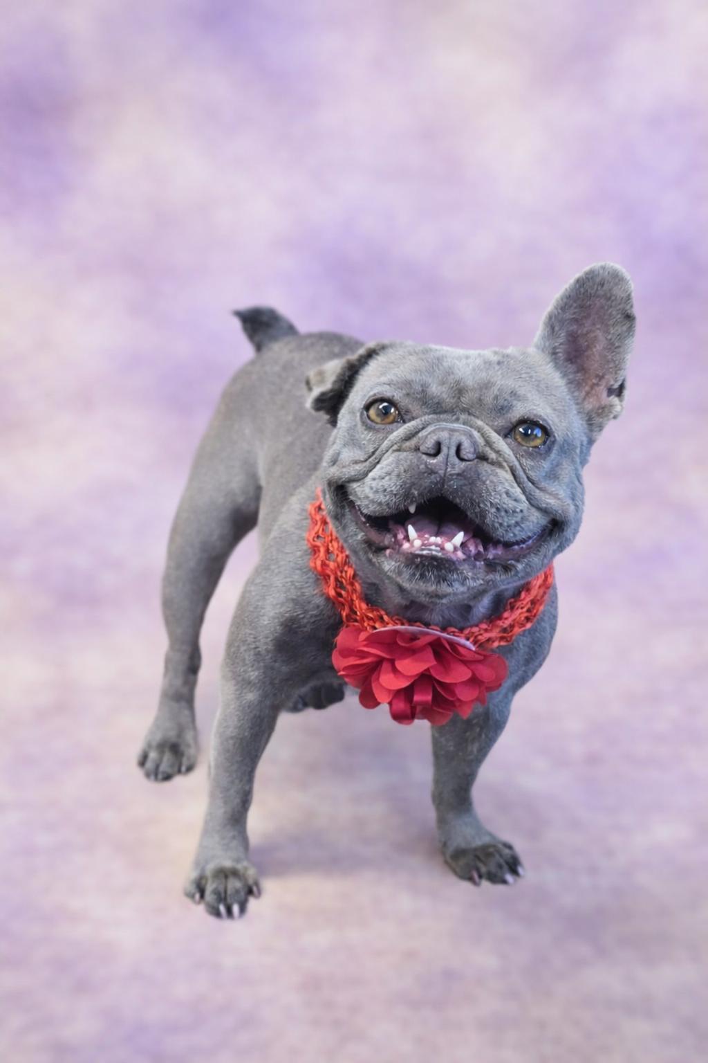 Dory, Adoptable, Adult Female French Bulldog.