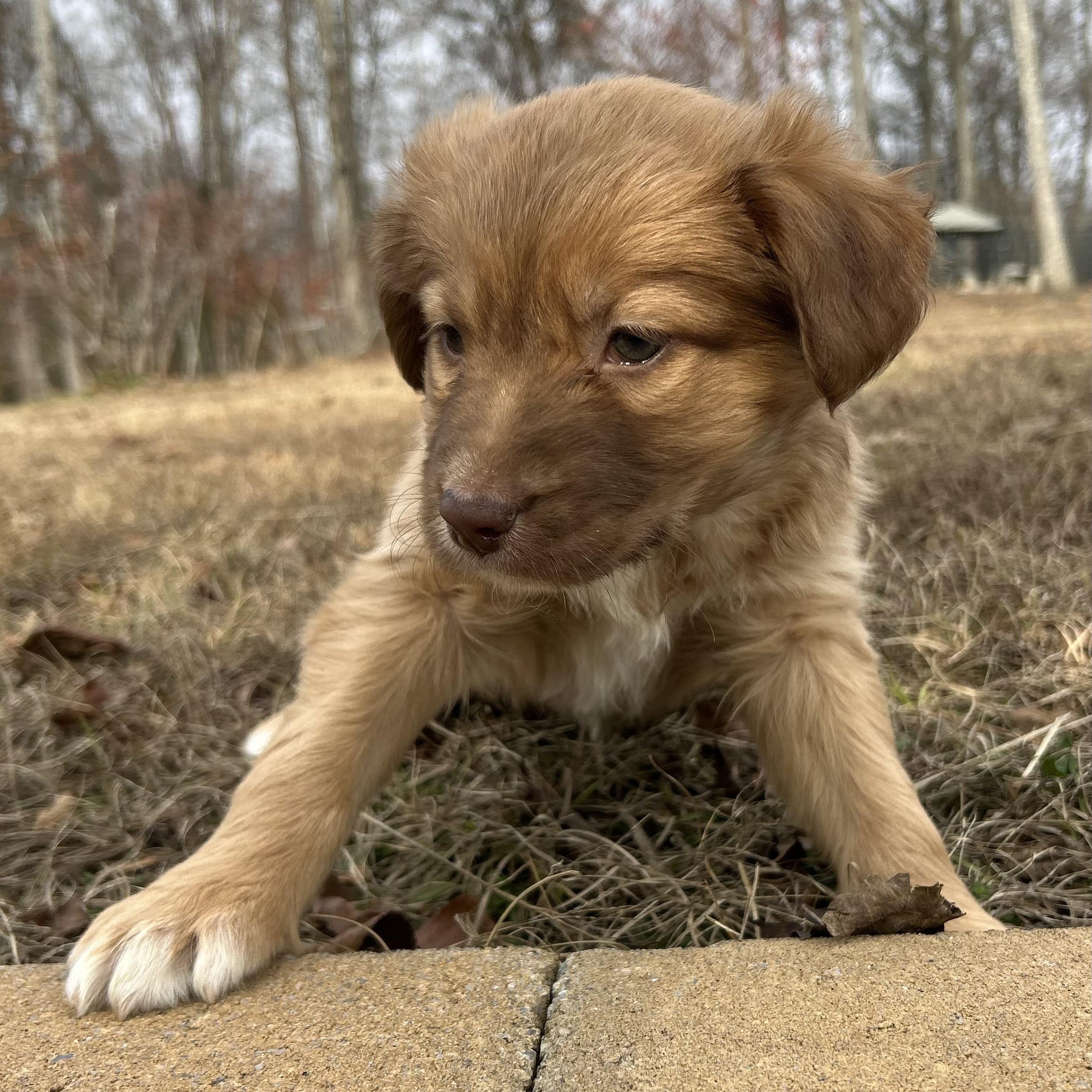 Ginger, ADOPTABLE, Puppy Female Collie & Shepherd.