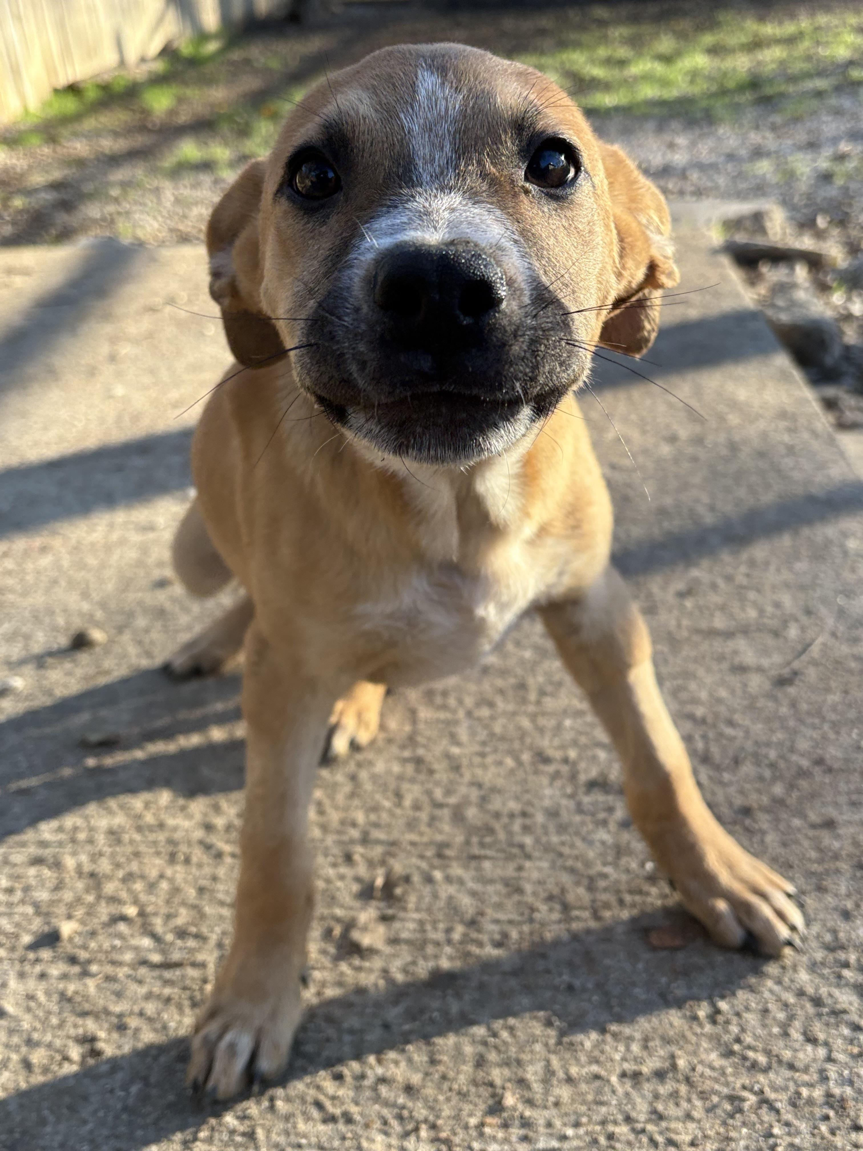 Thackery, adopted, Puppy Male Black Mouth Cur.