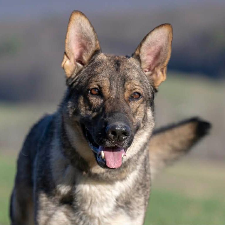 Hanz (26-147), Adoptable, Adult Male German Shepherd Dog.