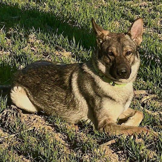 Enlarge Hanz (26-147), a Adoptable German Shepherd Dog in New Ringgold, PA image 2/6