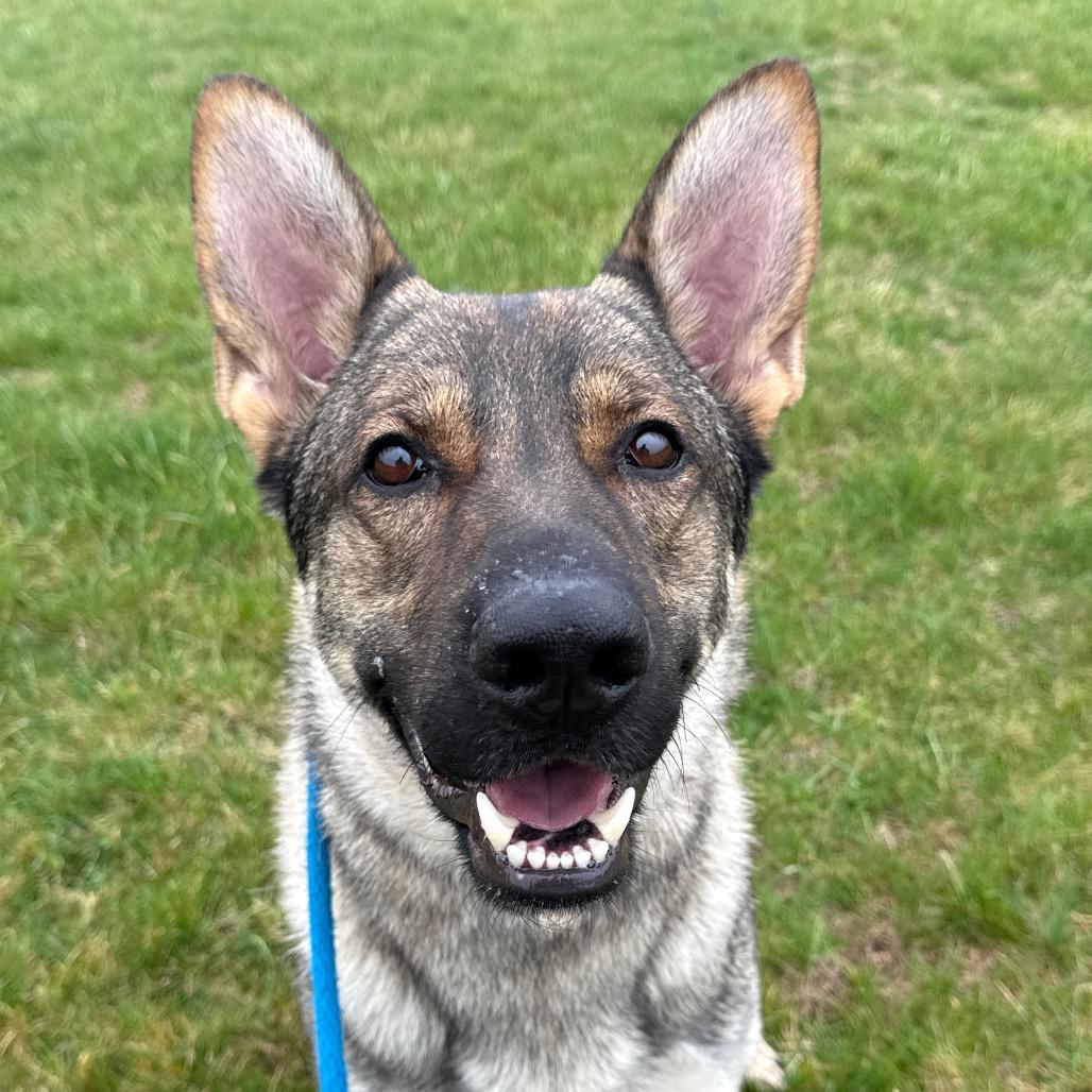 Enlarge Hanz (26-147), a Adoptable German Shepherd Dog in New Ringgold, PA image 3/6