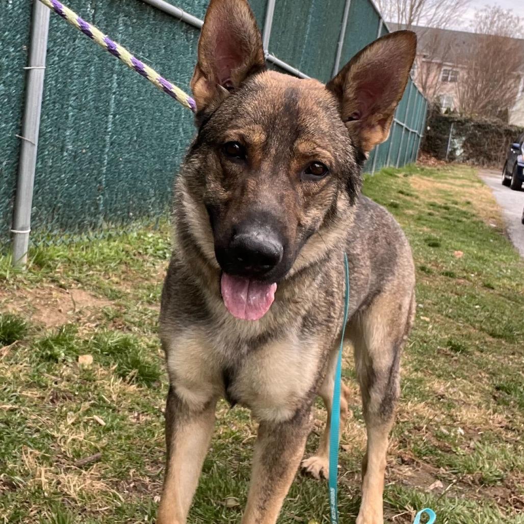 Enlarge Hanz (26-147), a Adoptable German Shepherd Dog in New Ringgold, PA image 4/6