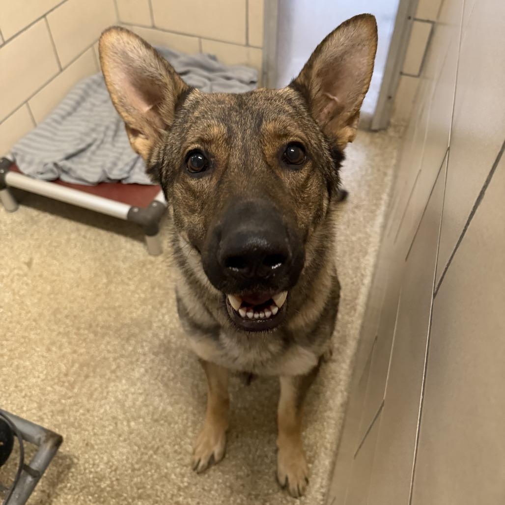 Enlarge Hanz (26-147), a Adoptable German Shepherd Dog in New Ringgold, PA image 5/6
