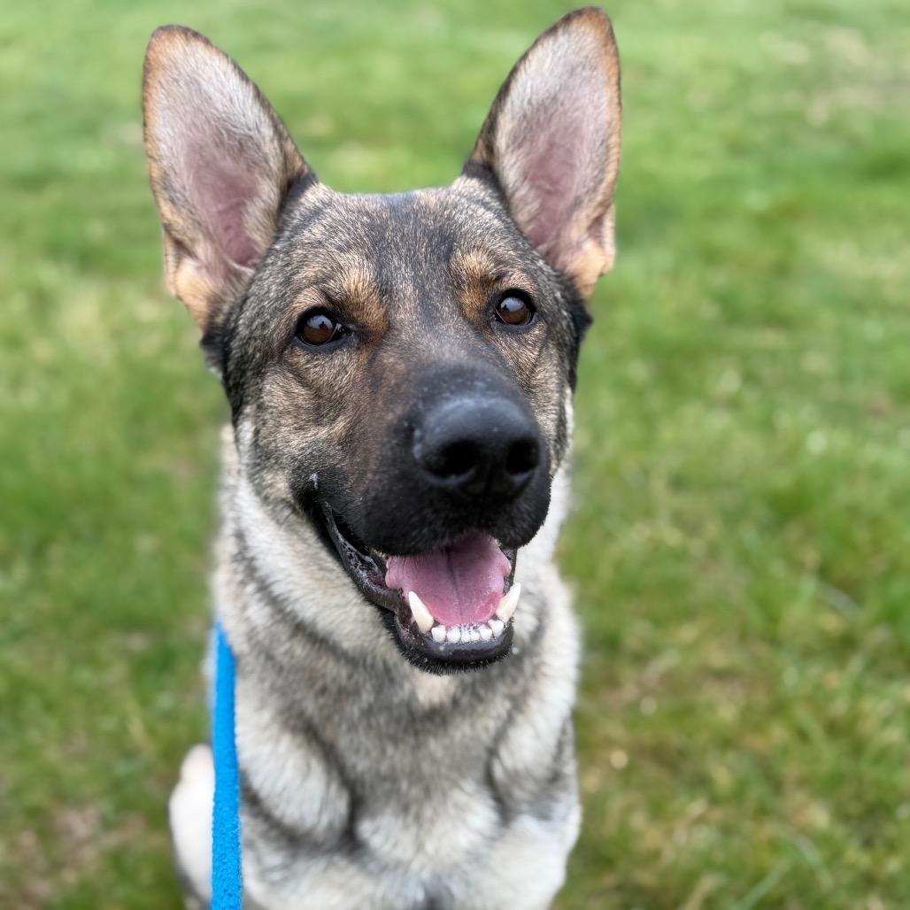 Enlarge Hanz (26-147), a Adoptable German Shepherd Dog in New Ringgold, PA image 6/6