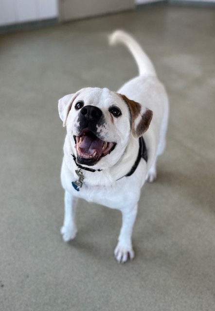 Enlarge Mason, a Adoptable mixed breed in Renfrew, PA image 8/11