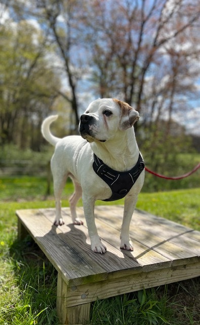 Enlarge Mason, a Adoptable mixed breed in Renfrew, PA image 9/11