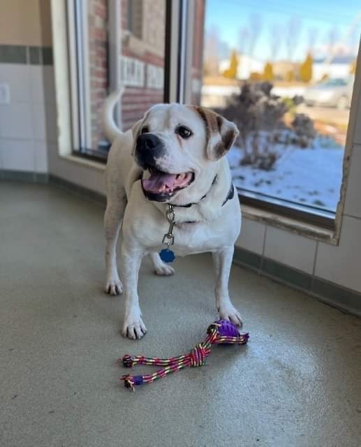 Enlarge Mason, a Adoptable mixed breed in Renfrew, PA image 10/11