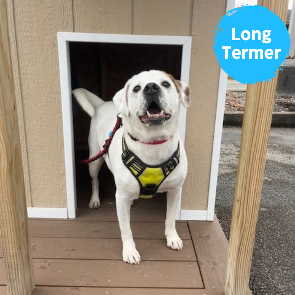 Mason, a Adoptable mixed breed in Renfrew, PA image 1/11