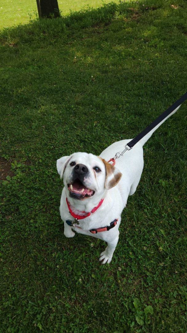 Enlarge Mason, a Adoptable mixed breed in Renfrew, PA image 11/11