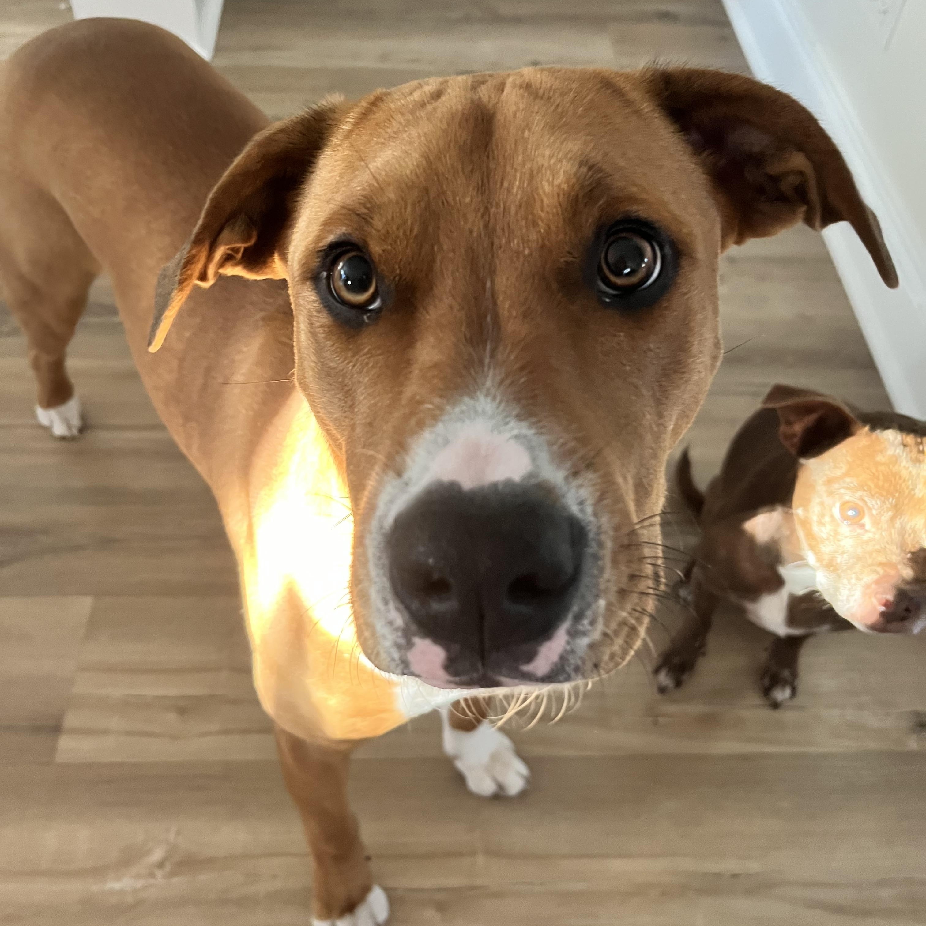 Sunny, adoptable, Young Female Boxer & Hound.