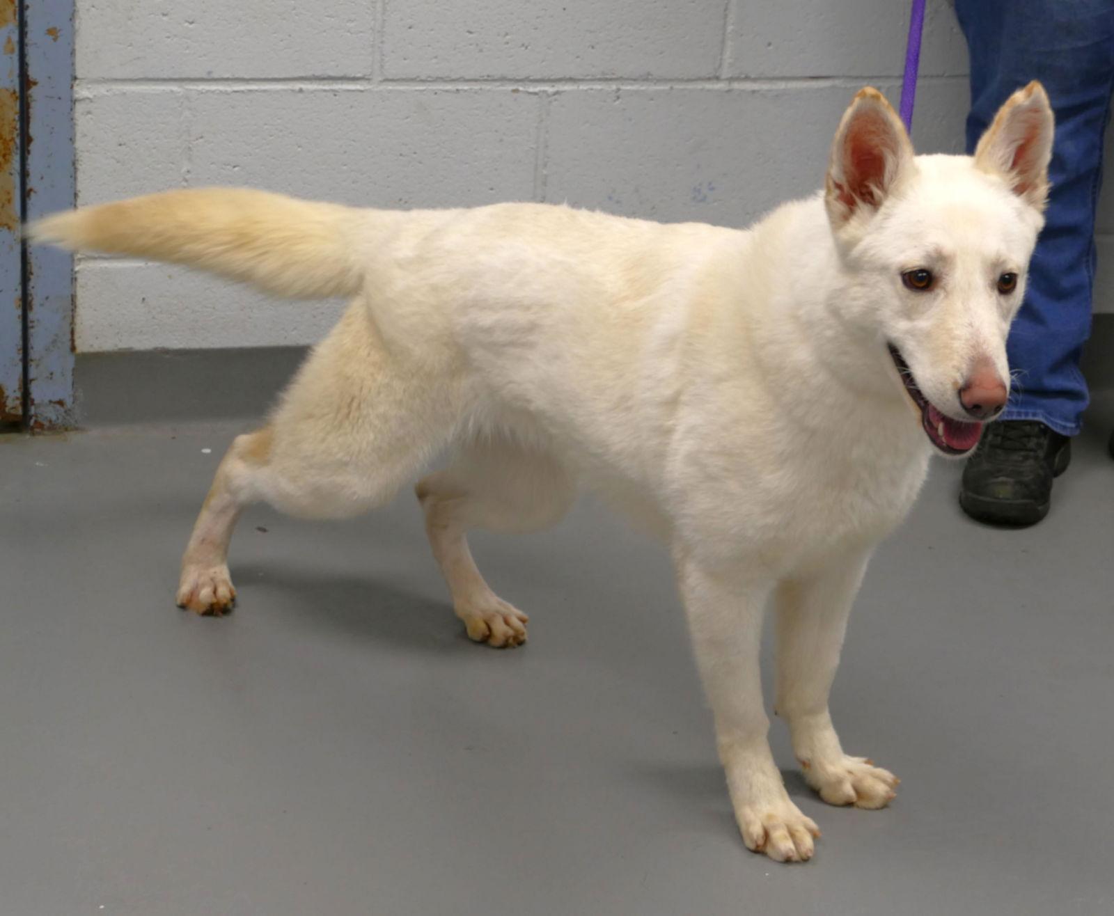Enlarge Harper (courtesy post), a Adoptable German Shepherd Dog in Pittsburgh, PA image 1/3