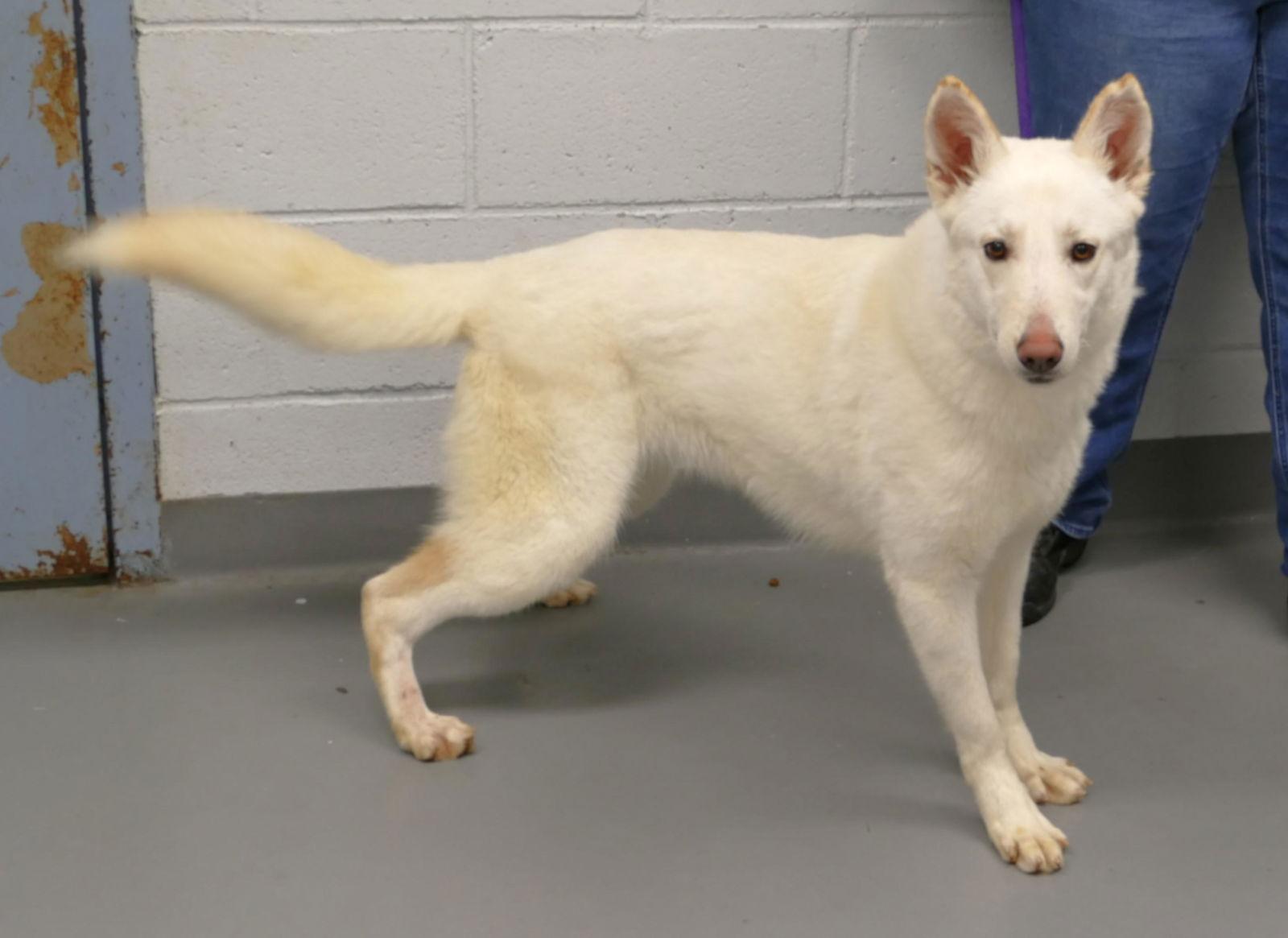 Enlarge Harper (courtesy post), a Adoptable German Shepherd Dog in Pittsburgh, PA image 2/3