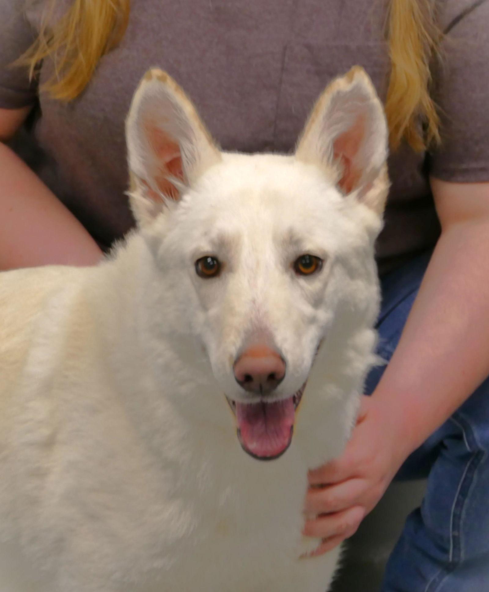 Enlarge Harper (courtesy post), a Adoptable German Shepherd Dog in Pittsburgh, PA image 3/3