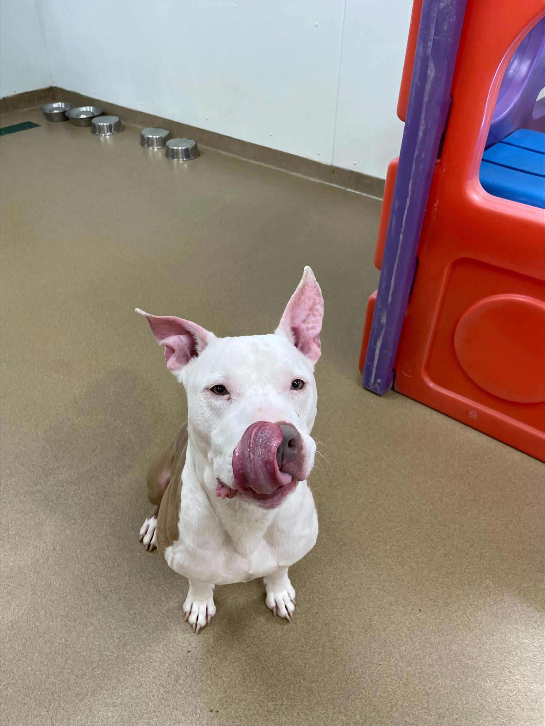 Don Cheeto, a ADOPTABLE Pit Bull Terrier in Silver Spring, MD image 3/4