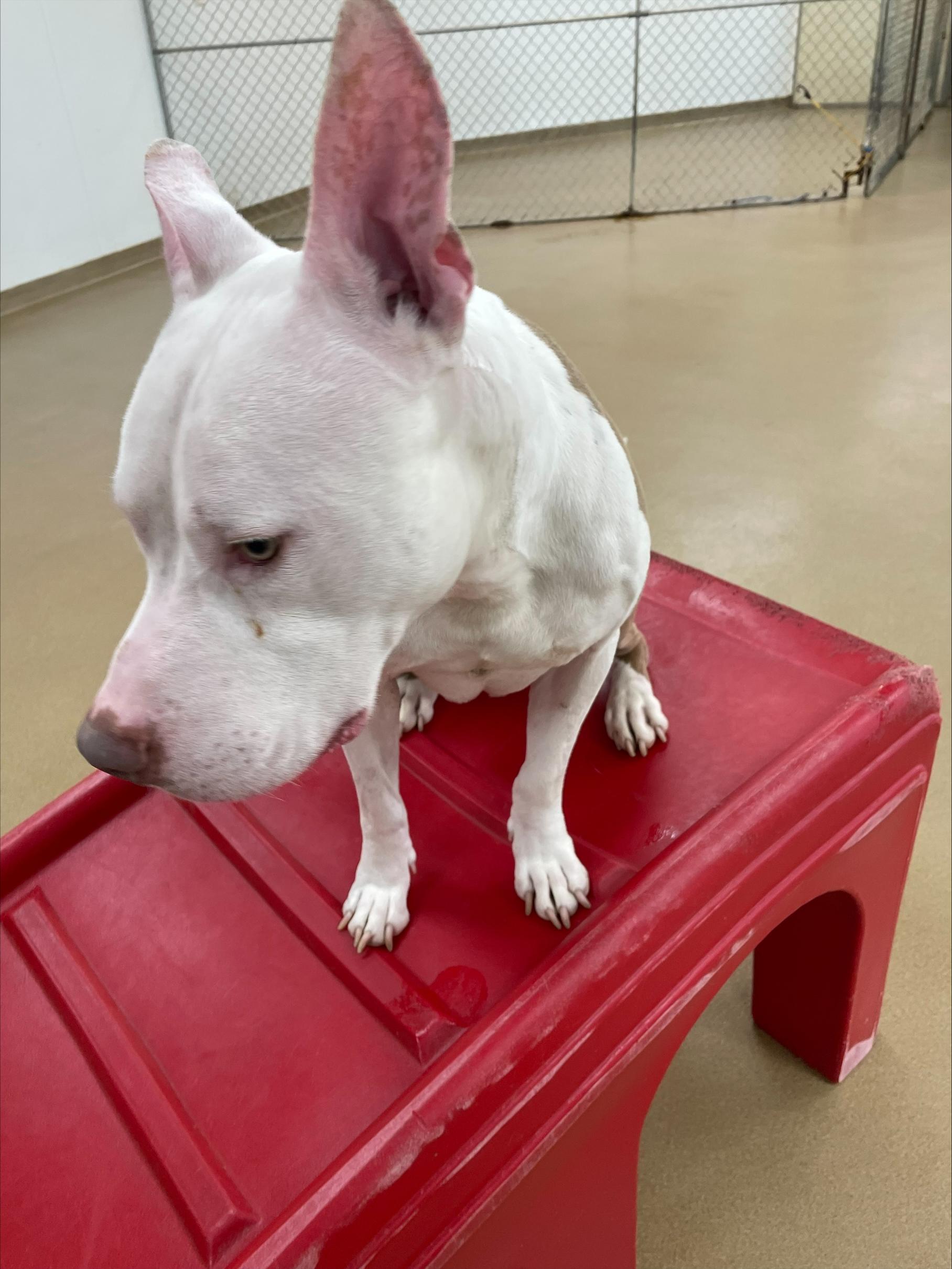 Don Cheeto, a ADOPTABLE Pit Bull Terrier in Silver Spring, MD image 4/4