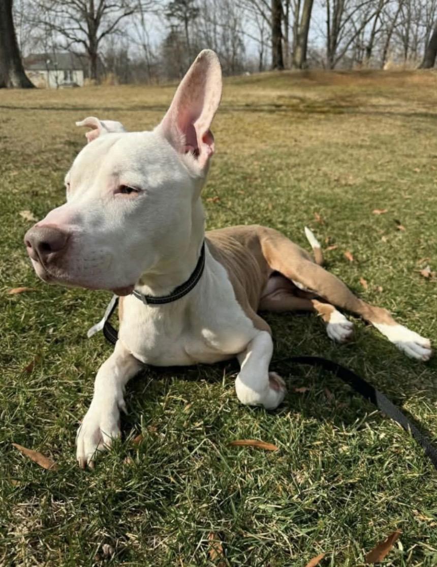 Don Cheeto, a ADOPTABLE Pit Bull Terrier in Silver Spring, MD image 2/4