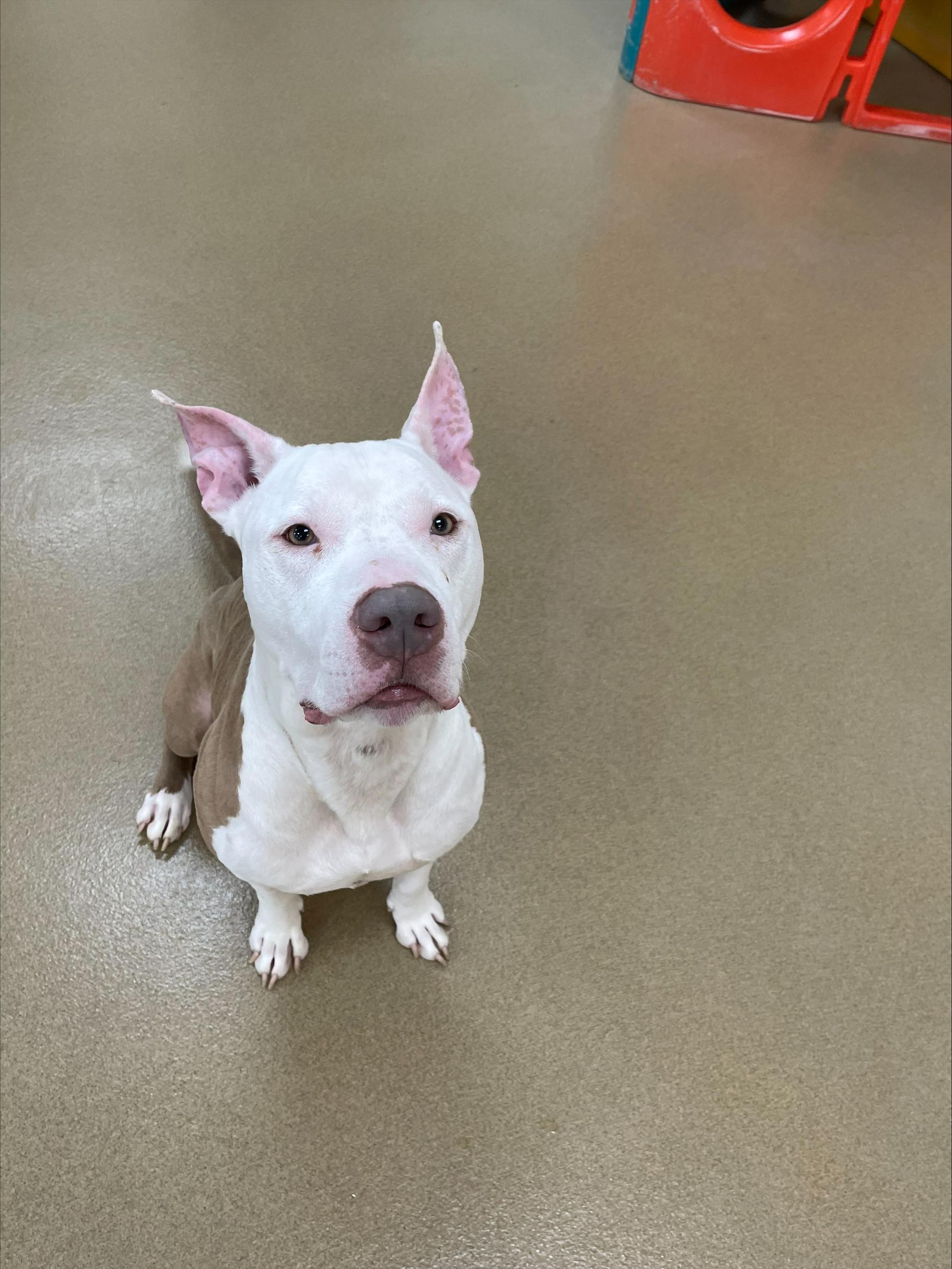 Don Cheeto, a ADOPTABLE Pit Bull Terrier in Silver Spring, MD image 1/4