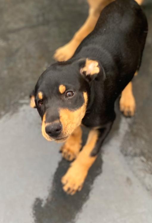 Tilly, a Adoptable Doberman Pinscher image 1/3