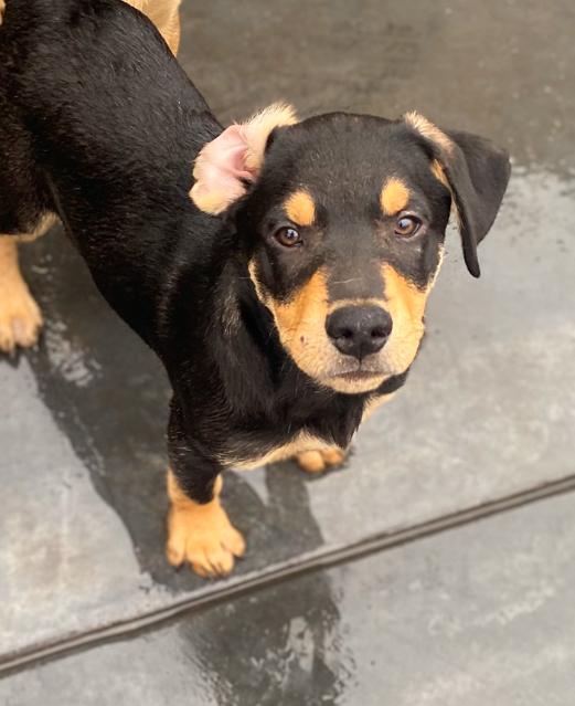 Tilly, a Adoptable Doberman Pinscher image 2/3