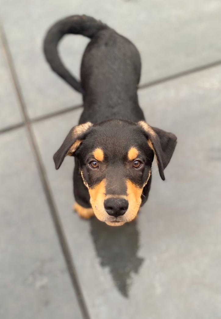 Tilly, a Adoptable Doberman Pinscher image 3/3