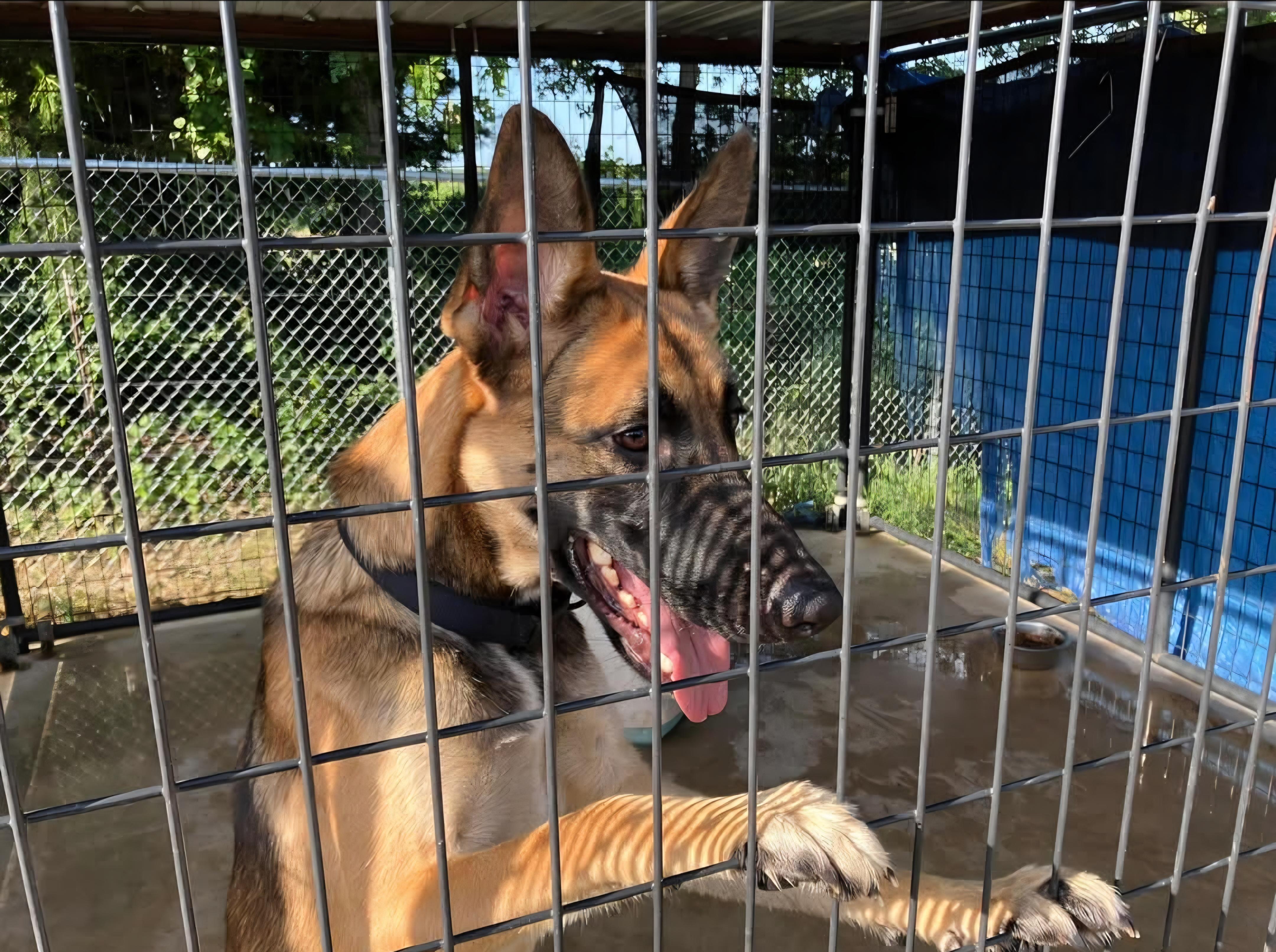 Patton, Adoptable, Adult Male German Shepherd Dog & Belgian Shepherd / Malinois.