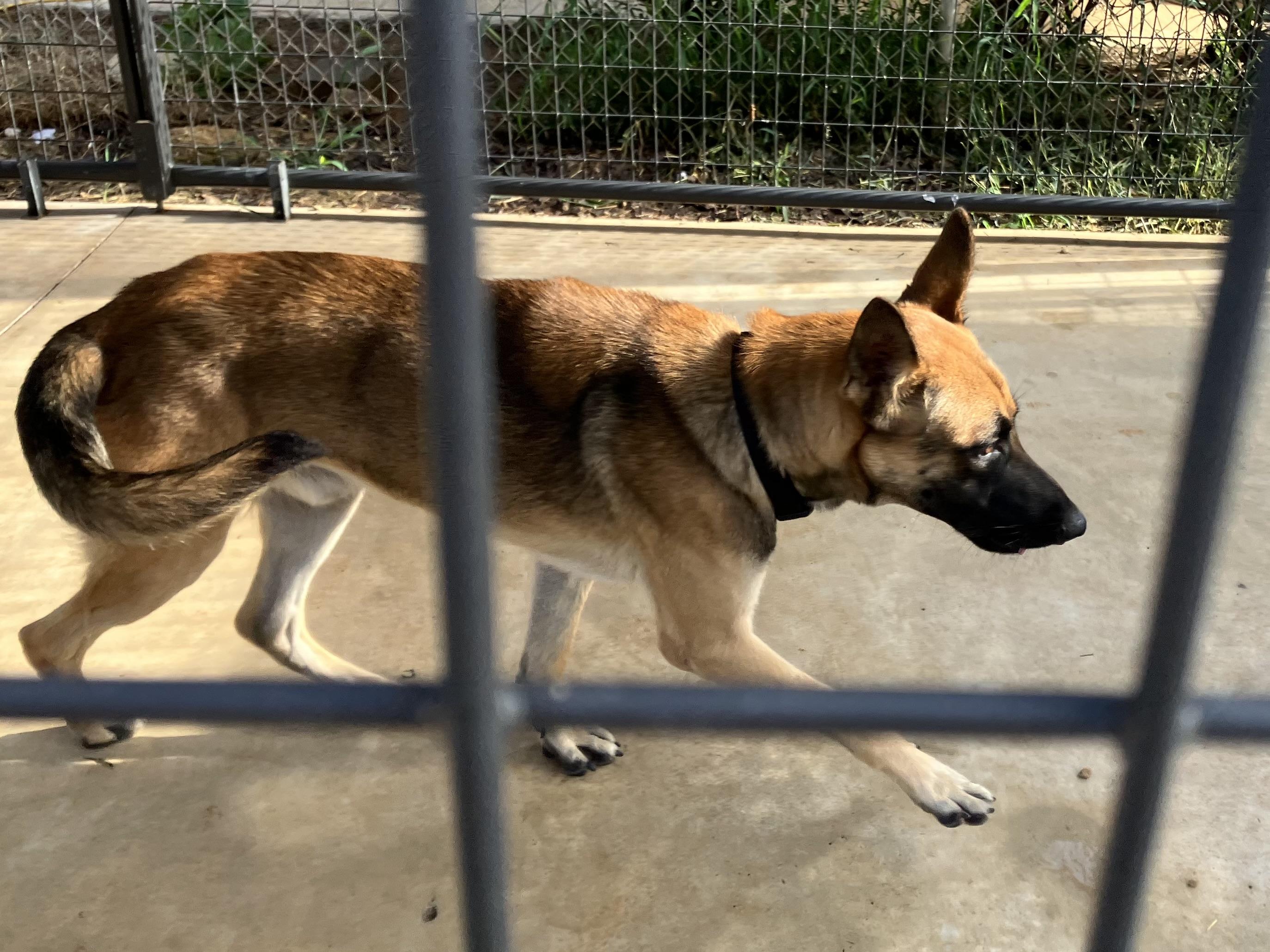 Patton, a Adoptable mixed breed in Nocona, TX image 2/2