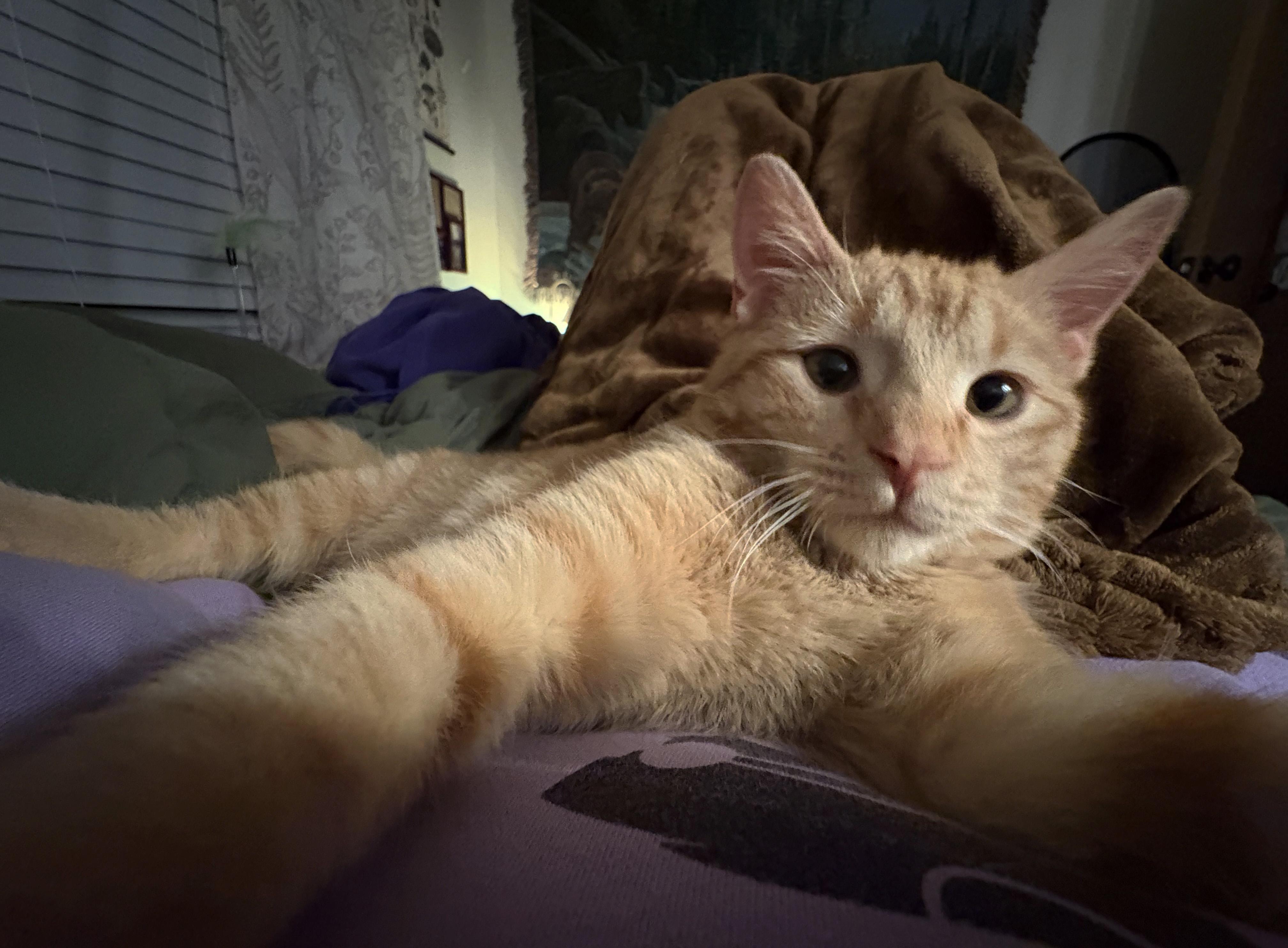 Enlarge Simon, an adopted Domestic Short Hair in Manhattan, KS image 2/5