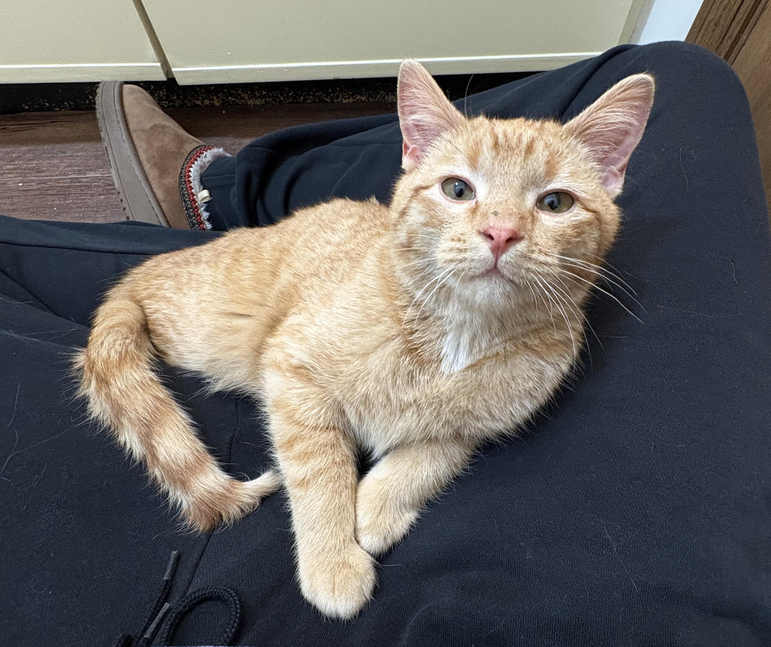 Simon, ADOPTABLE, Young Male Domestic Short Hair.