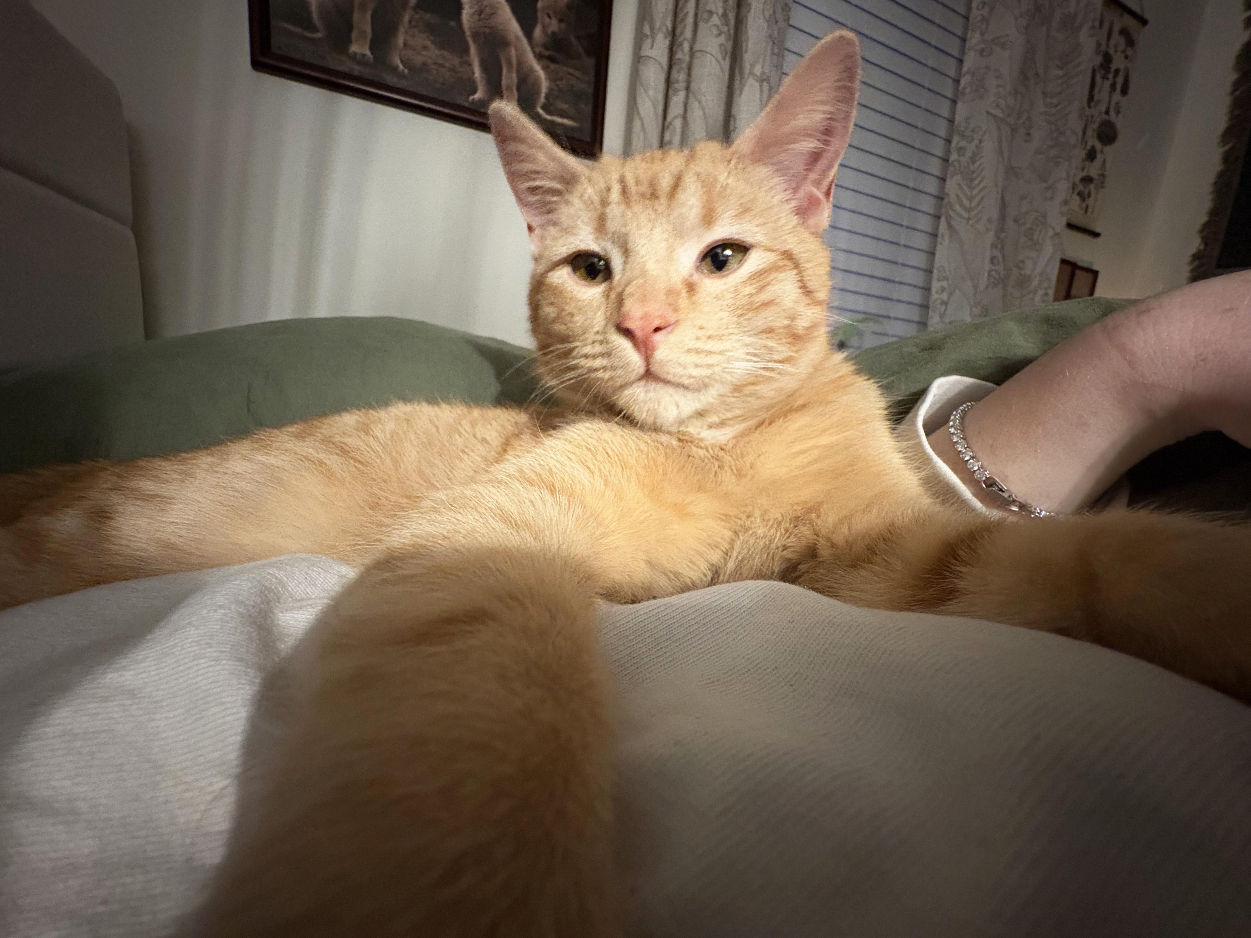 Enlarge Simon, an adopted Domestic Short Hair in Manhattan, KS image 4/5